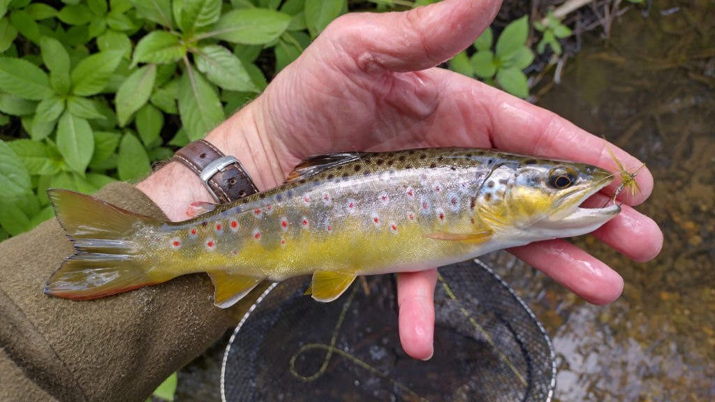 Photo of a trout with a Mayfly